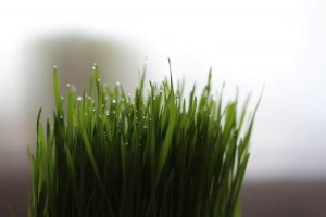 Wheatgrass Beets Best Vegetables to Juice