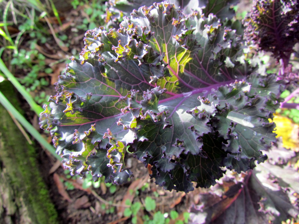 Red Russian Kale for Juicing Vibrant Happy Healthy
