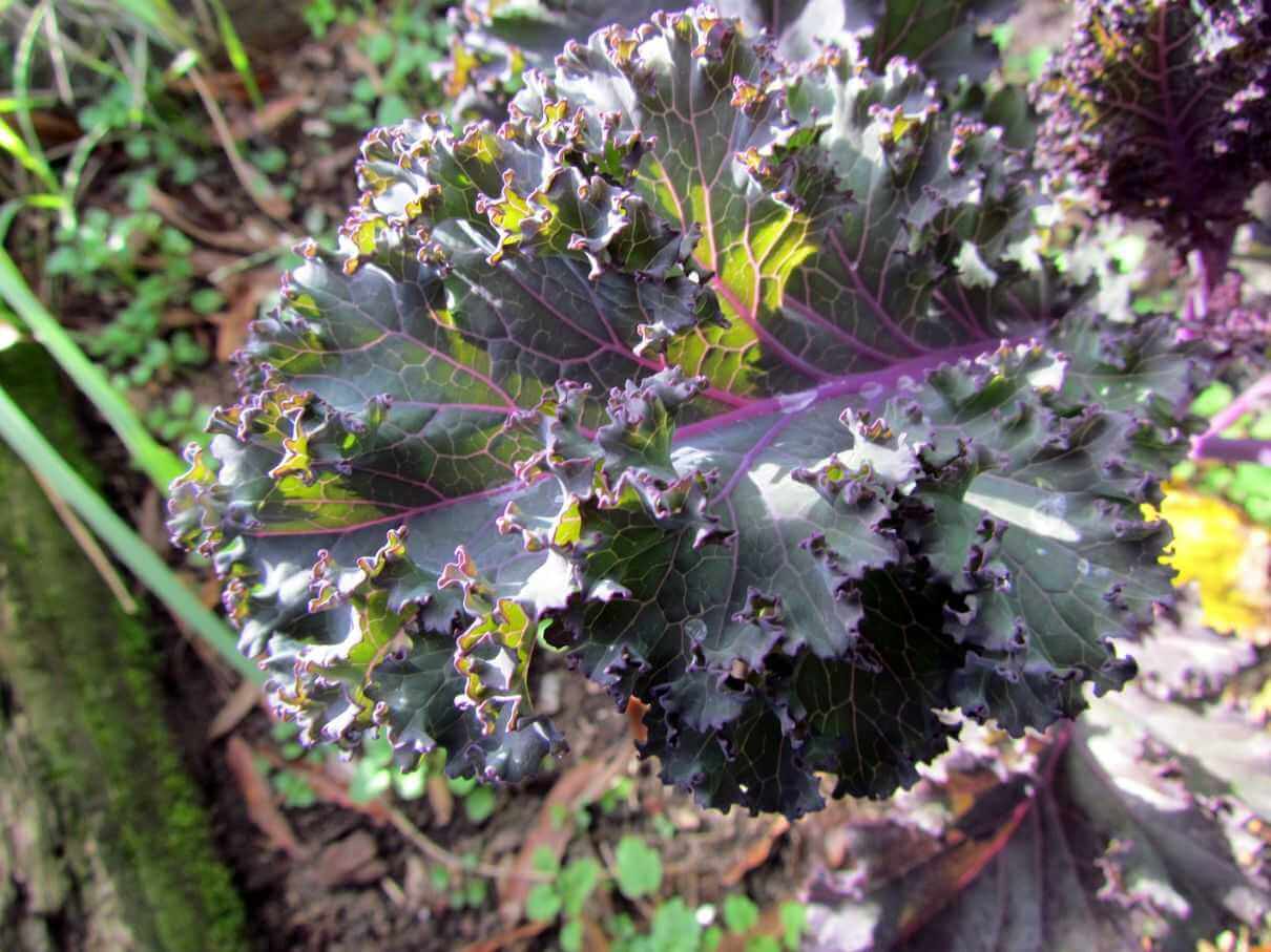 Red Russian Kale for Juicing