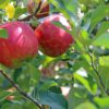 Is It Safe to Juice Apple Seeds