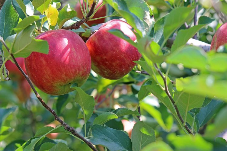 Is It Safe to Juice Apple Seeds