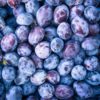 plum juice vs prune juice