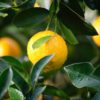 Does Lemon Juice Kill Bacteria