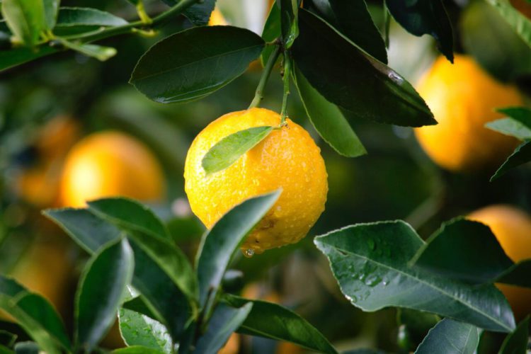 Does Lemon Juice Kill Bacteria