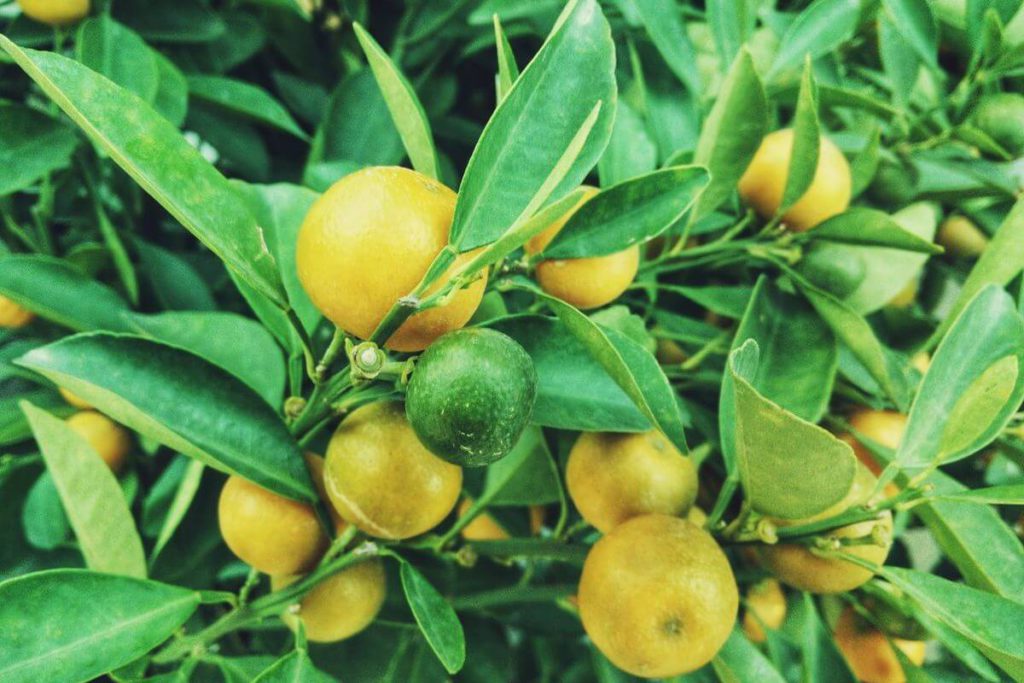 Lime Juice vs. Lemon Juice What’s the Difference? Vibrant Happy Healthy