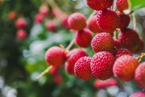 Ripe Lychee on Tree