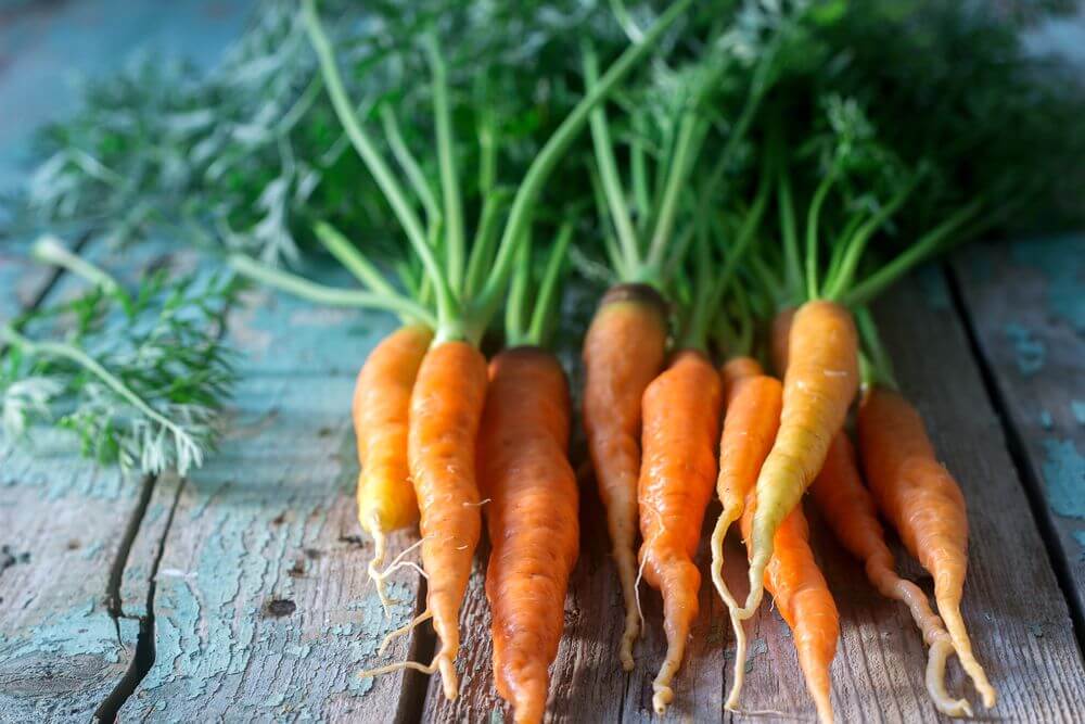 Raw Carrots with Tops